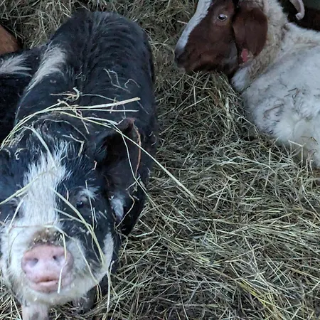Holiday home Brackenthwaite Farm *