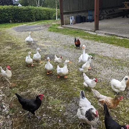 Brackenthwaite Farm *