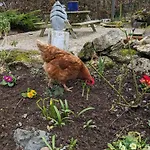 Holiday home Brackenthwaite Farm